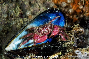 Red crab by Marco Gargiulo 